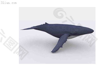 海鱼3d模型