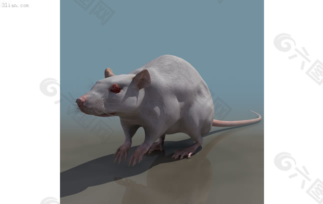 3d老鼠模型