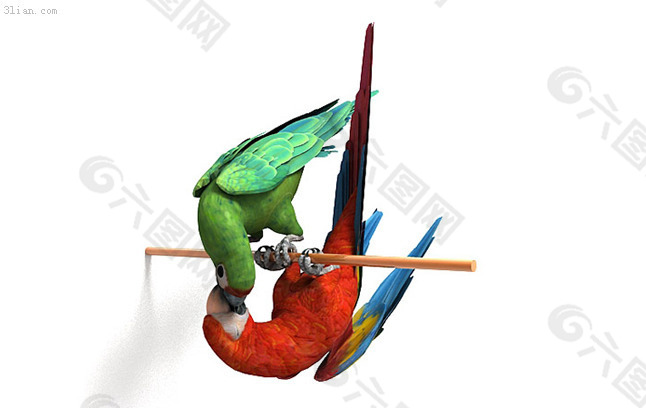 3D鹦鹉模型