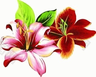 百合矢量图下载