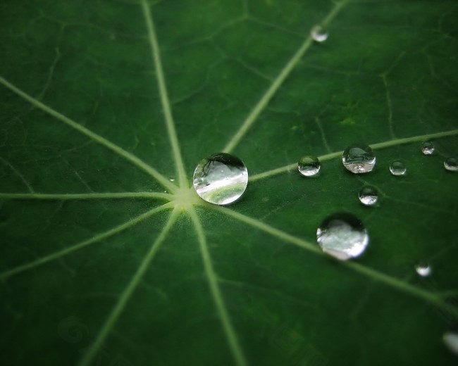 高清植物荷叶露珠矢量壁纸素材