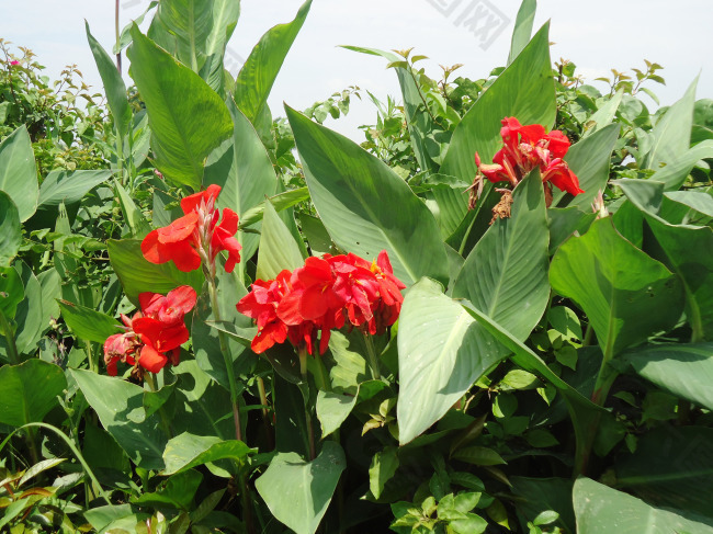 红花绿叶植物图片