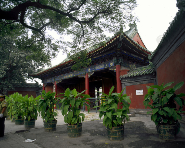 北京颐和园皇家园林参天古木大门前植物风景