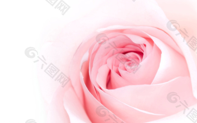 粉玫瑰温馨背景