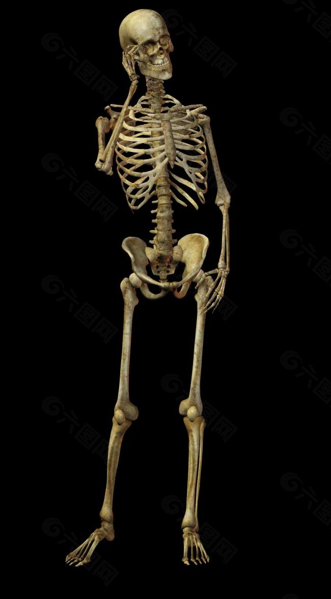 人体骨骼结构图 骷髅人图片