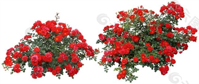 免抠红色花丛节日花坛设计效果图素材