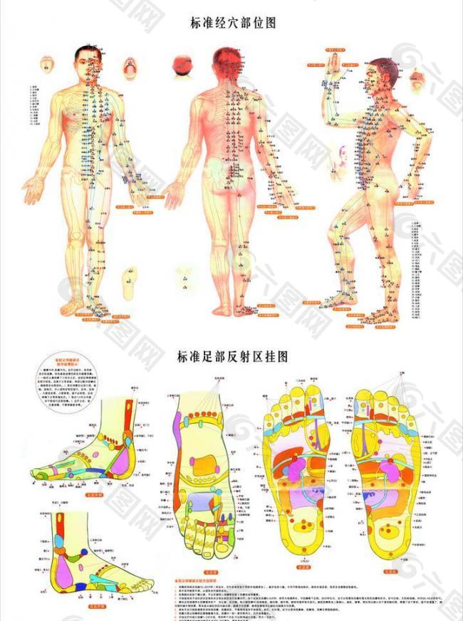 人体经络图图片