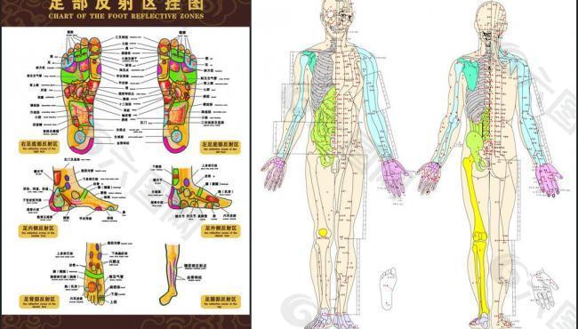 穴位图（右半边人物图像为整张位图）图片