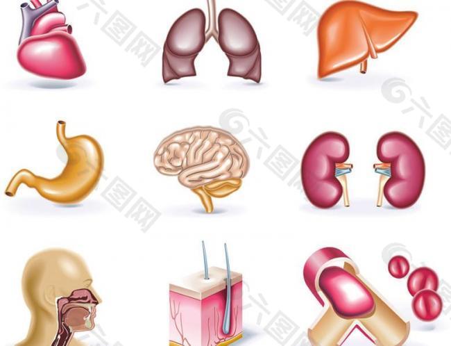 人体器官图标矢量素材图片