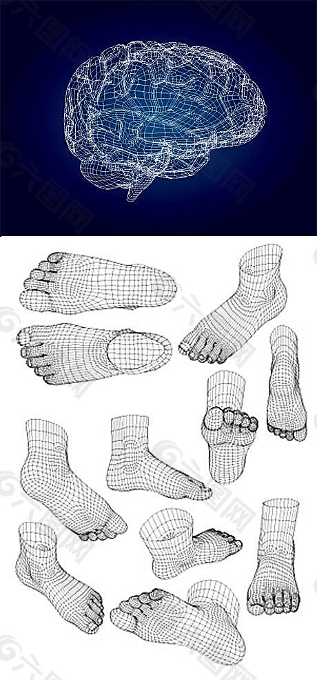 3d模型风格大脑&人脚矢量素材
