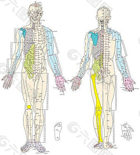 人体结构解刨高清矢量图