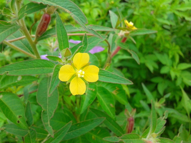 四叶小黄花