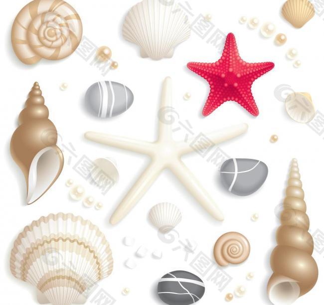 贝壳 海螺 海星 珍珠图片