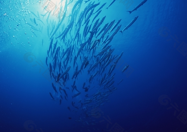 深海鱼群蓝色海底图片产品工业素材免费下载 图片编号 六图网
