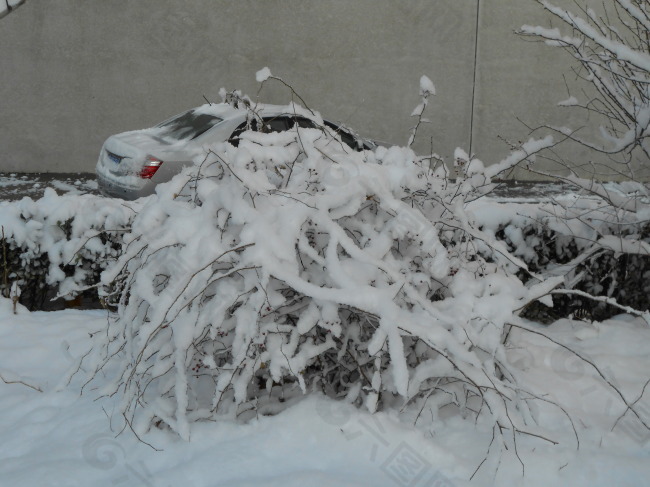 雪后的小树