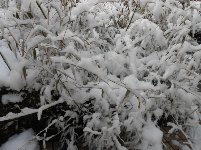 雪后的树