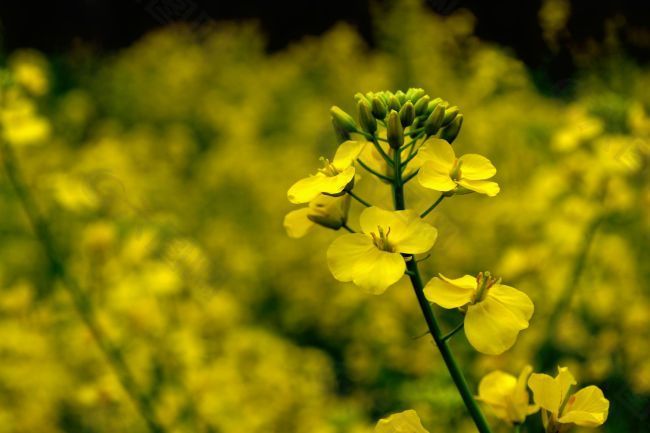 油菜花