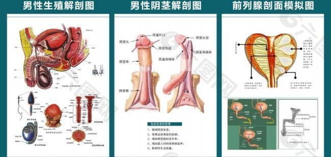 男性解剖图图片