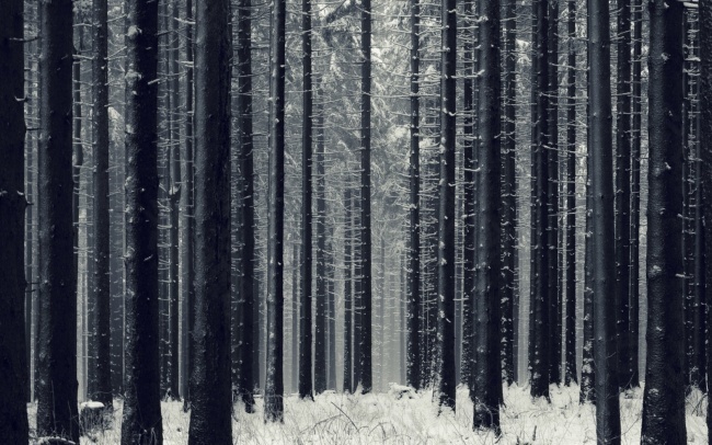 雪森林树木背景素材高清图片背景素材免费下载 图片编号 六图网