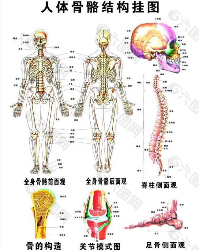 人体骨骼结构图图片平面广告素材免费下载 图片编号 六图网