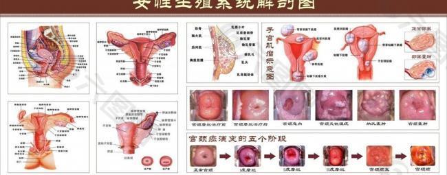 女性生殖系统解剖图图片平面广告素材免费下载 图片编号 六图网