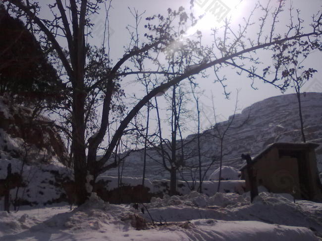 雪山枯树