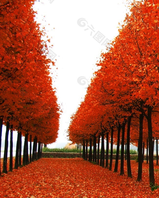 红树林枫叶共昏景色