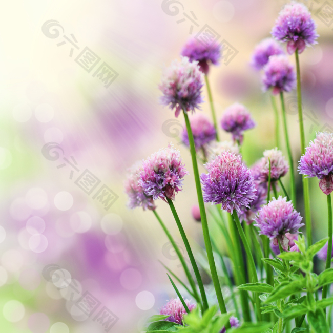 紫色野花 可作为融图背景使用 高清版