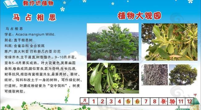 马占相思图片