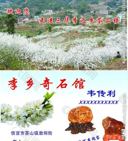 李花名片图片