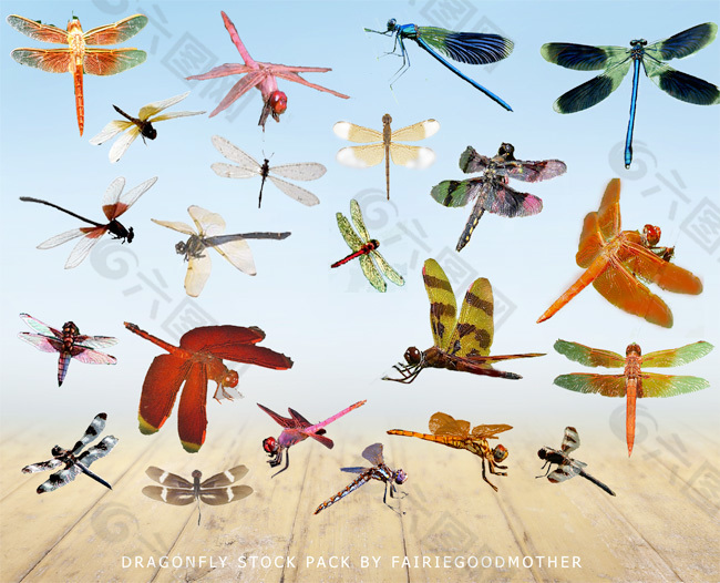 多种姿态的蜻蜓素材