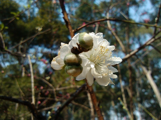 白色的花