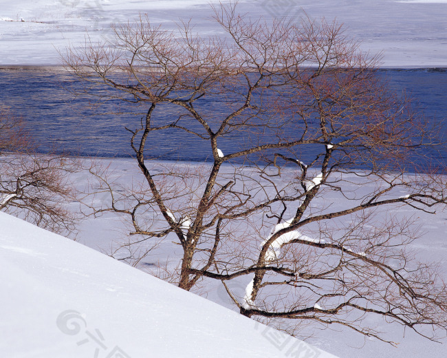 湖边雪景的松树