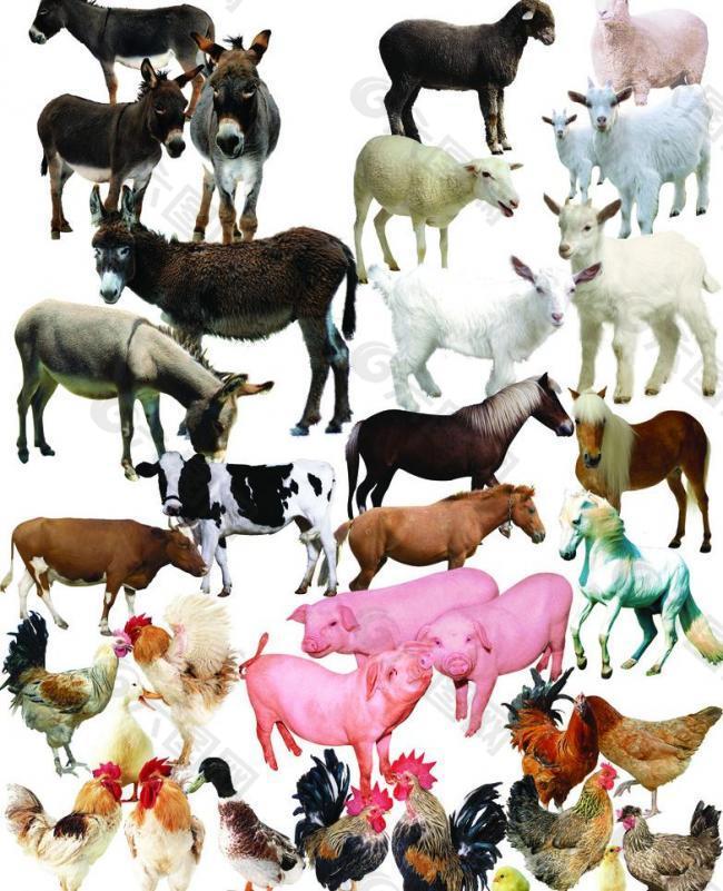 猪牛羊驴 家畜图片