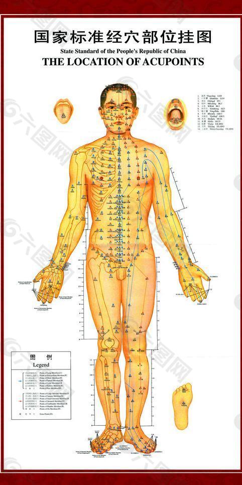 人体穴位图图片