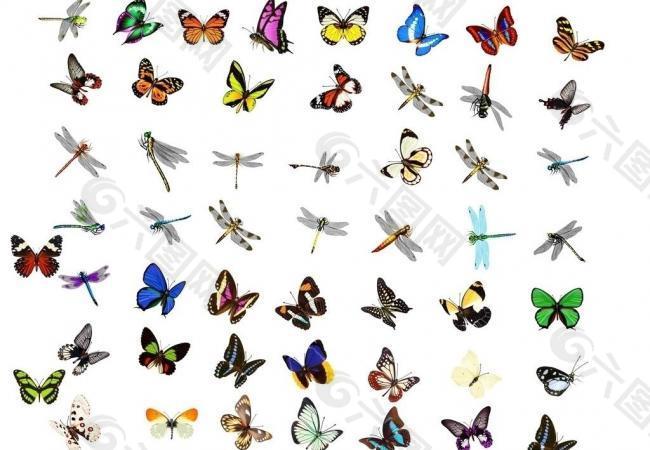 100只蝴蝶蜻蜓psd图片