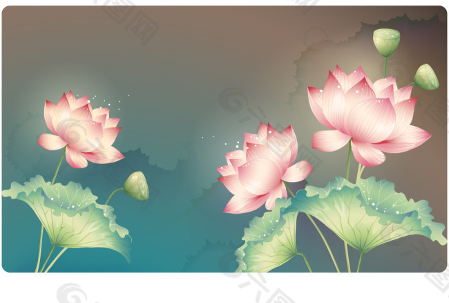 荷花1