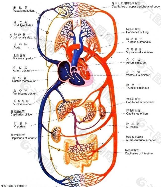 血液循环示意图图片
