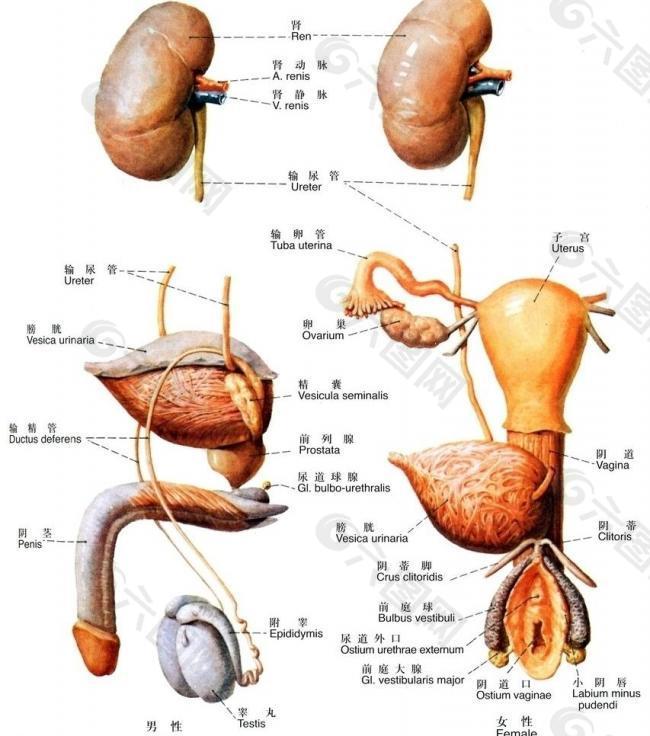 男性生殖系统概观图片