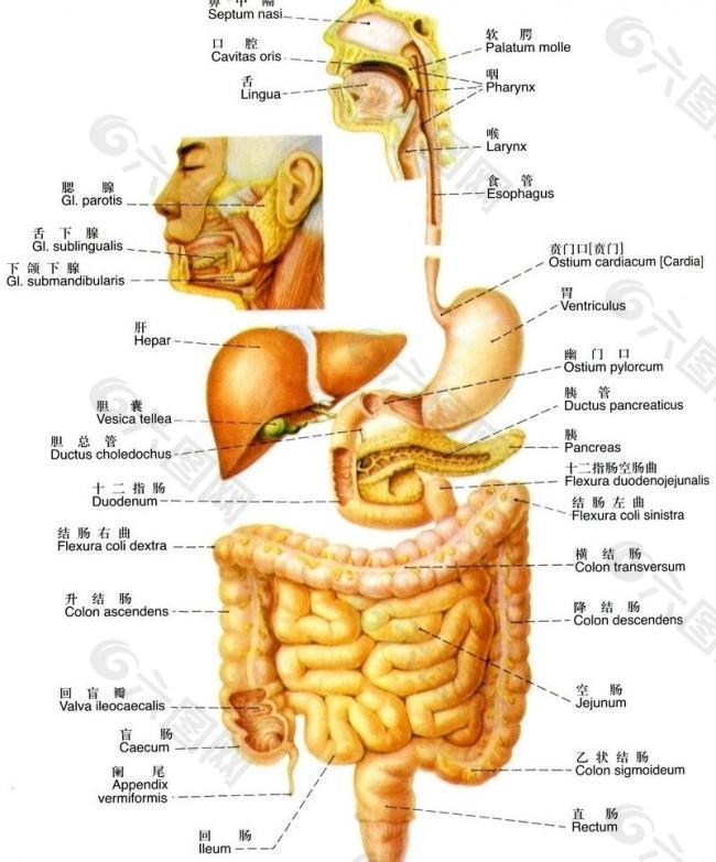 消化系统系统概观图片