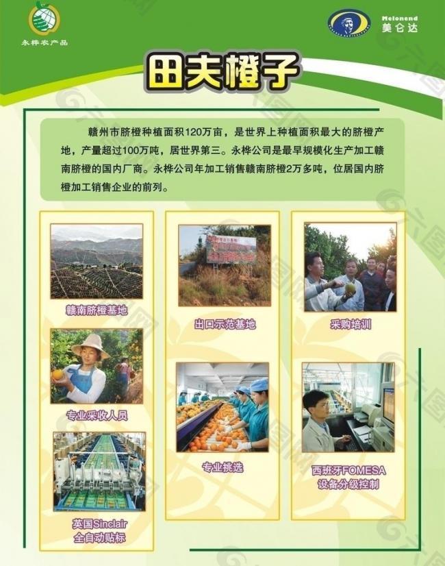 田夫橙子图片