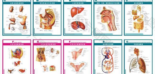 医院解剖图图片