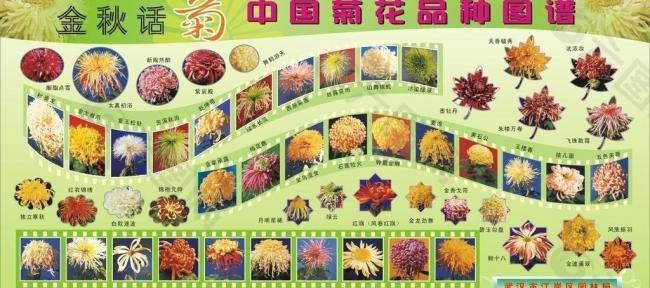 菊花的品种介绍展板图片