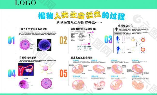 揭秘人类诞生的过程展板图片