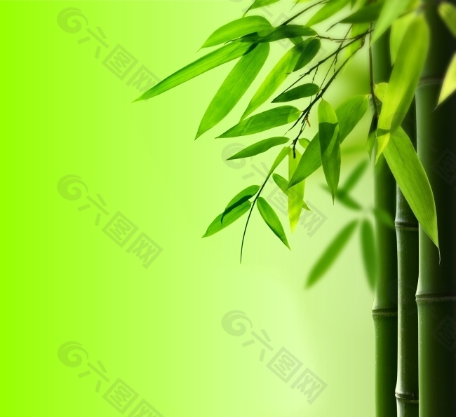 绿色竹叶背景图片素材