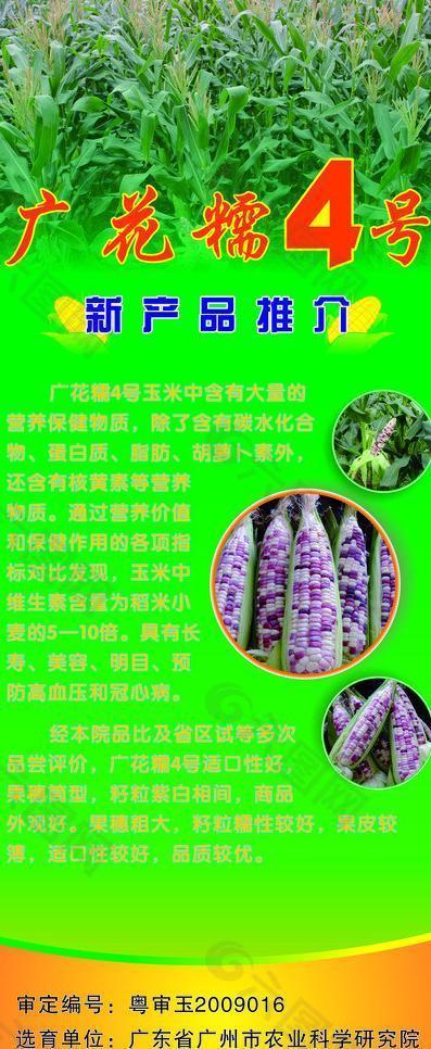 农科所广糯花4号图片