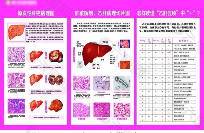 肝病科解剖图图片