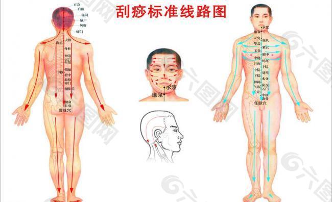 刮痧穴位图图片