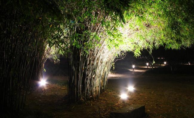 夜景竹林图片