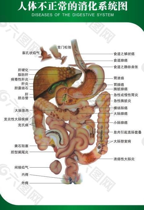 消化系统解剖图图片